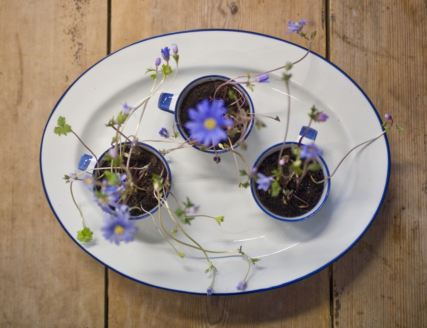 platter oval ovanåker blue line